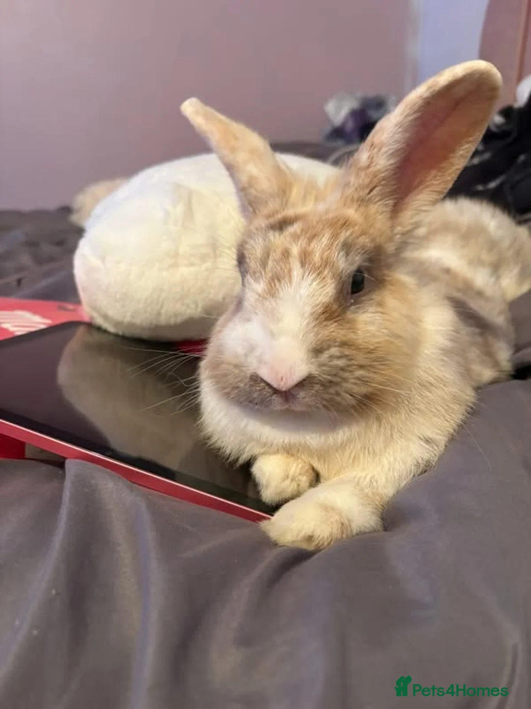 Lionhead rabbits for sale: Male Rabbit For Rehoming  in Derby - Advert 2