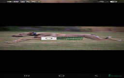 Lurcher dogs for sale: 17 month old lurcher  - Image 7