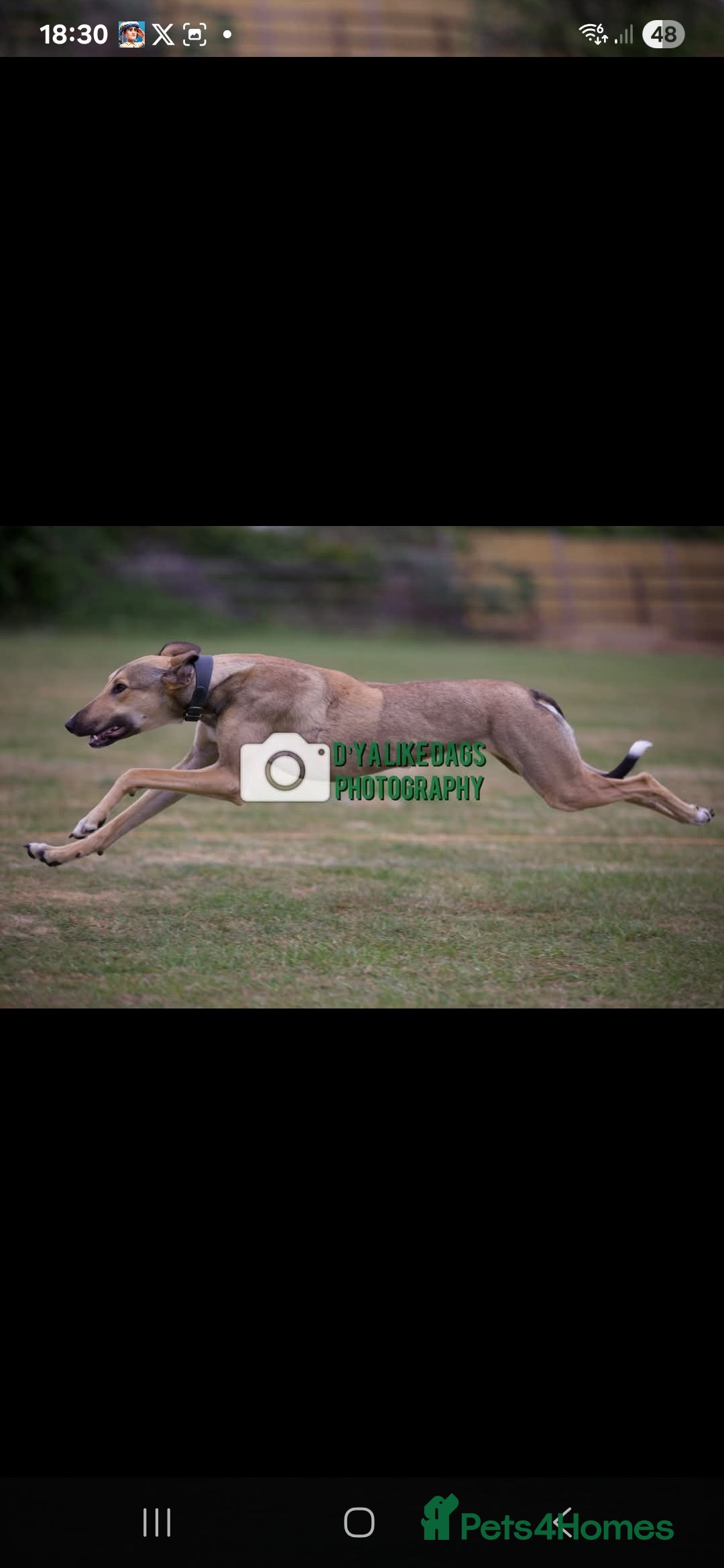 Lurcher dogs for sale: 17 month old lurcher  - Image 7