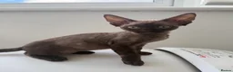 Devon Rex cats for sale: 1 girl and one boy left 😻 - Advert 11