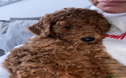 Cavapoochon dogs for sale: Cavapoochons!!  - Image 1