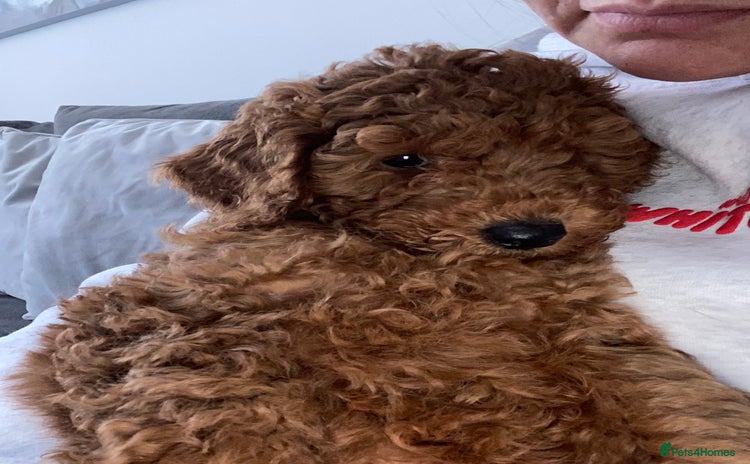 Cavapoochon dogs - Advert 1