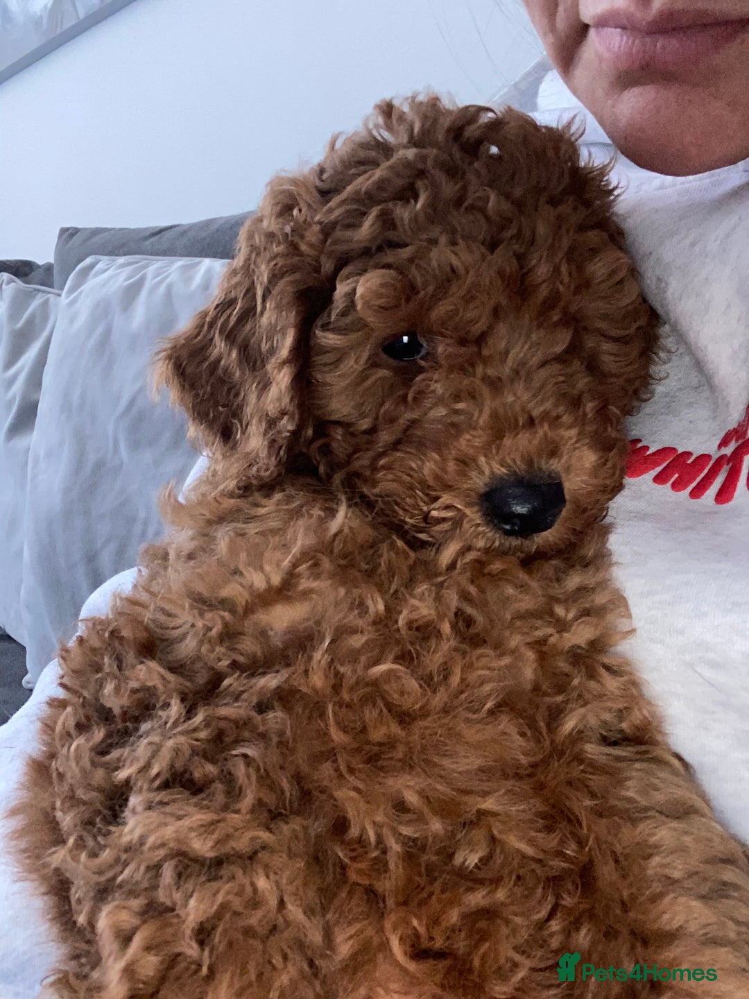 Cavapoochon dogs for sale: Cavapoochons!!  - Image 1