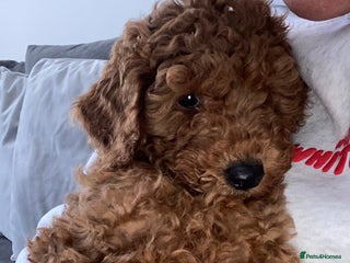 Cavapoochon dogs - Advert 3