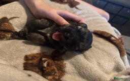 Chug dogs for sale: Beautiful chugs - Image 10