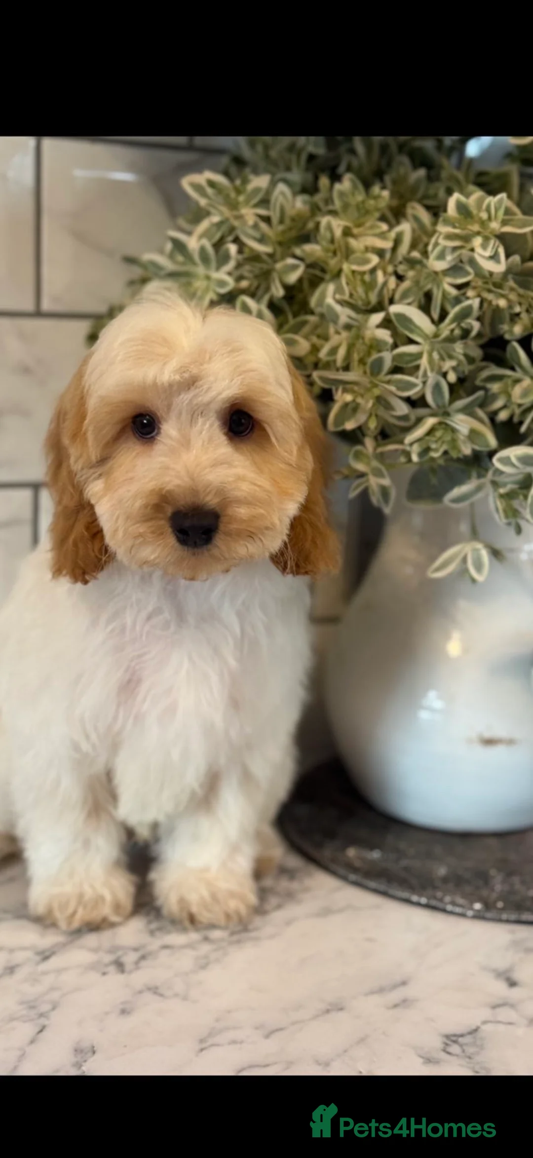 Cockapoo dogs for sale: Quality cockapoo boys ❤️ - Advert 3