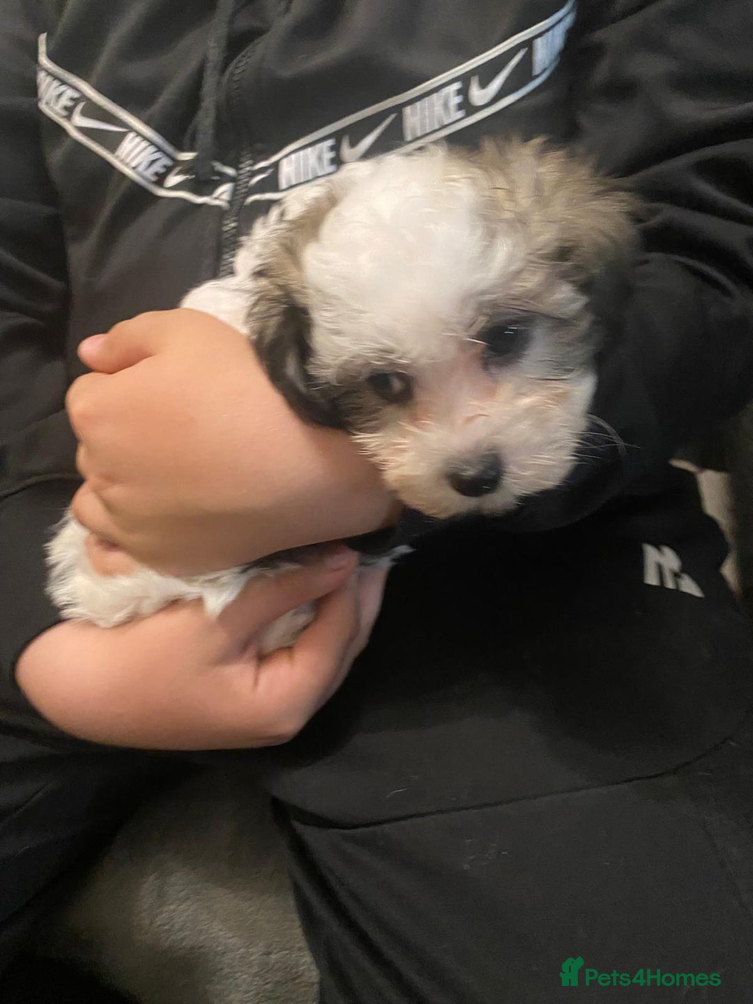 Maltipoo dogs for sale: Tiny Girl Parti Maltipoo Puppy - Image 9
