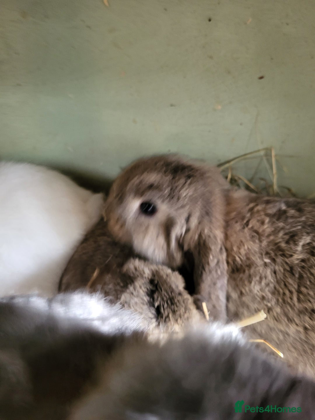 Mini Lop rabbits for sale: Mini Lop Bunnies Beautiful 😍 Ready to Leave - Advert 2