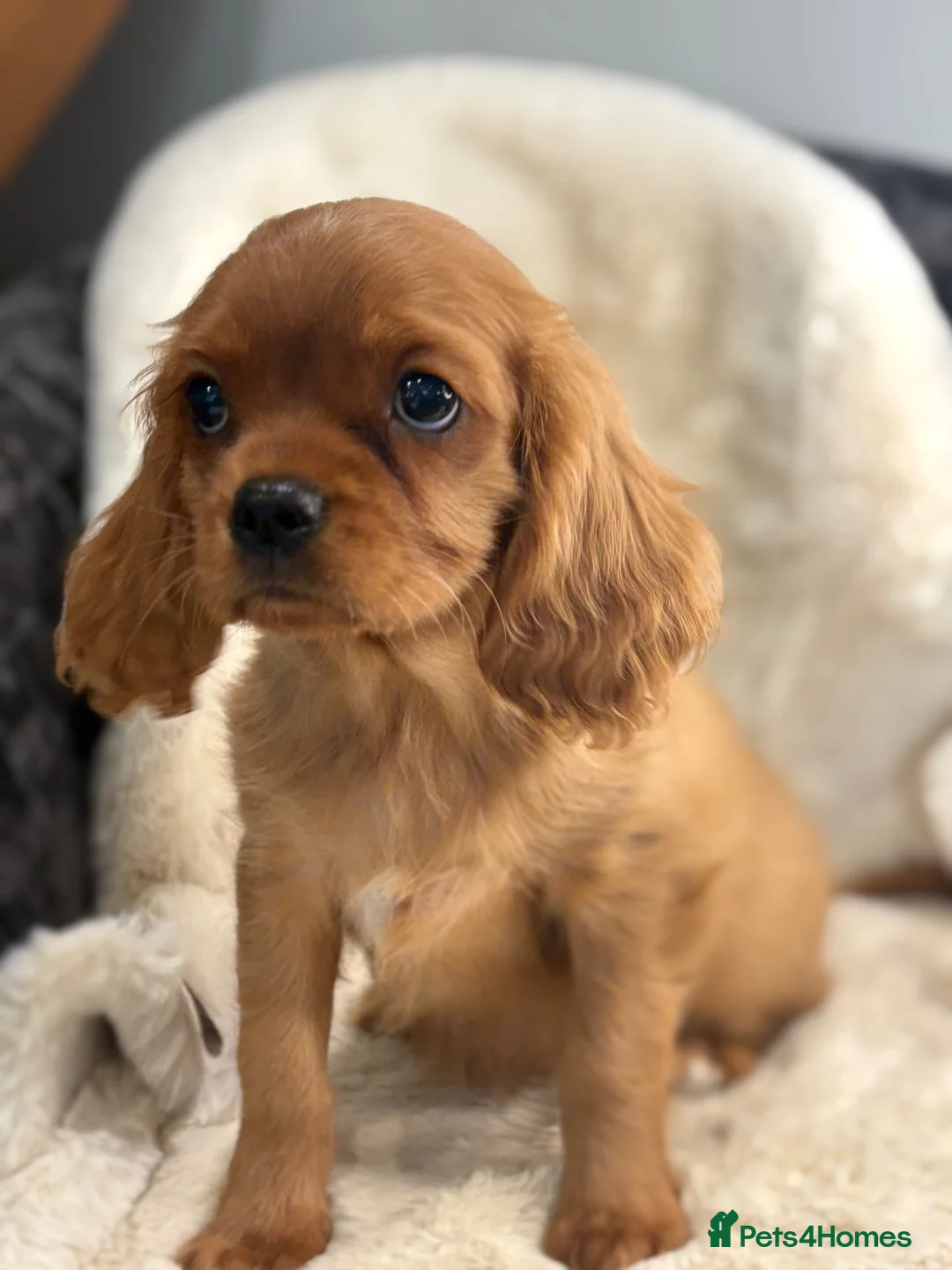 Cavalier King Charles Spaniel dogs for sale: Beautiful cavalier King Charles pups - Advert 27