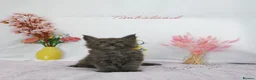 Maine Coon cats for sale: Stunning Maine Coon ( polydactyl)  - Advert 14