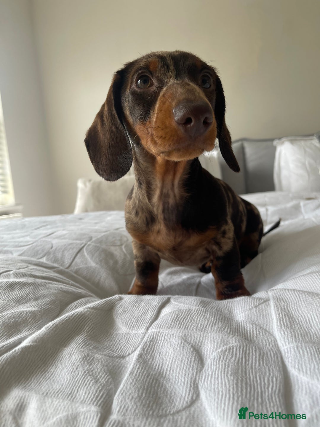 Miniature Dachshund dogs for sale: Otto  - Advert 28