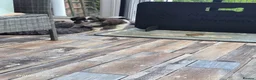 Cava Tzu dogs for sale: READY NOW stunning puppies  - Advert 12
