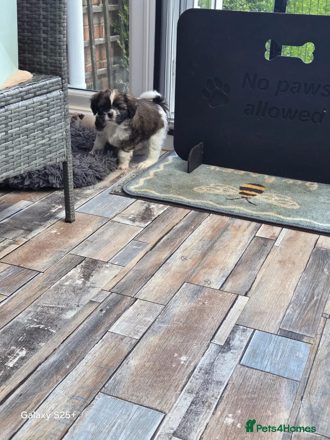 Cava Tzu dogs for sale: READY NOW stunning puppies  - Advert 12