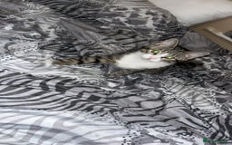 Mixed Breed cats for sale: Female playful tabby kitten  - Image 1