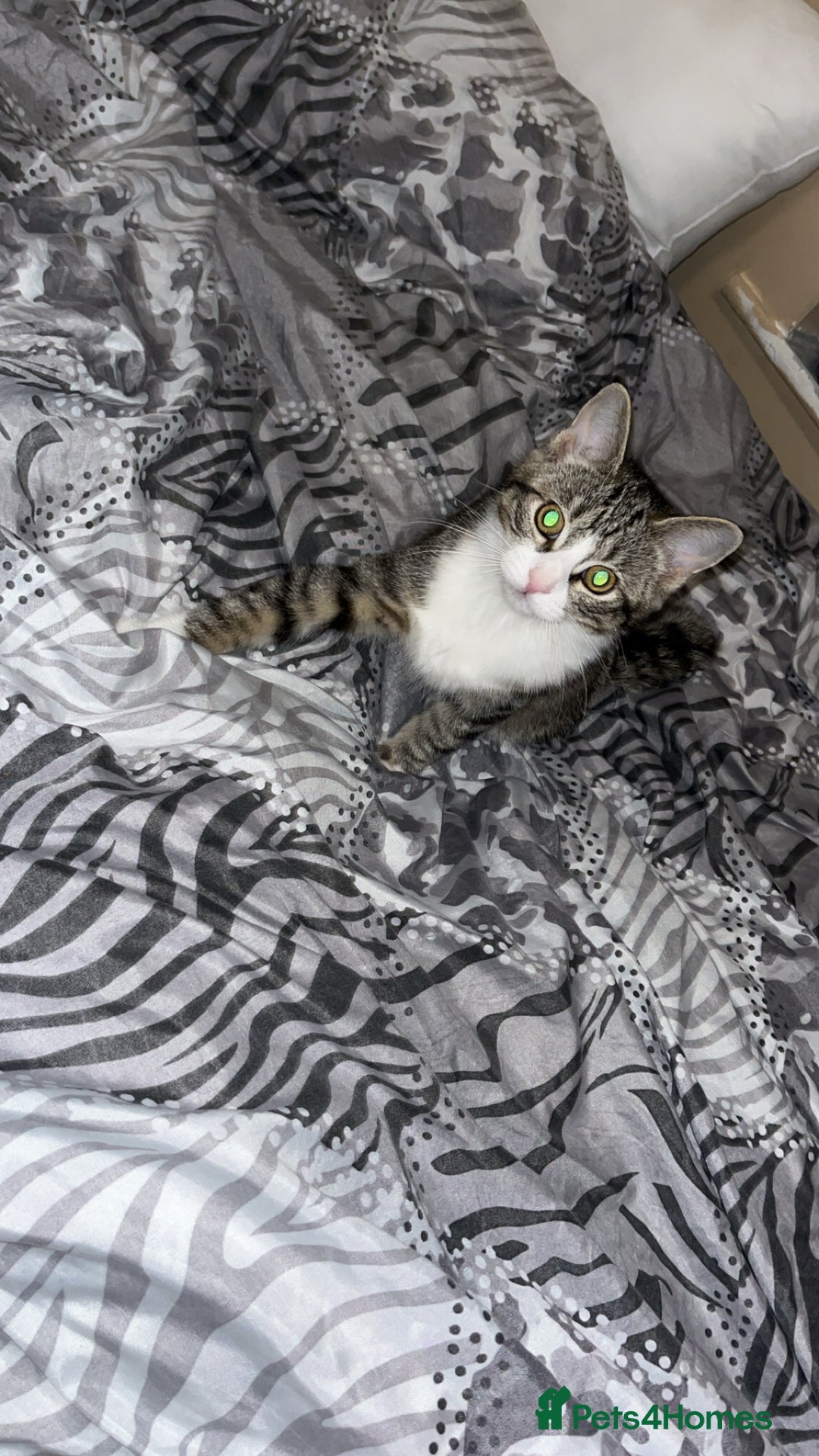 Mixed Breed cats for sale: Female playful tabby kitten  - Image 1