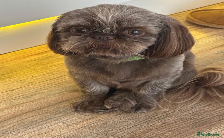 Shih Tzu dogs - Advert 1