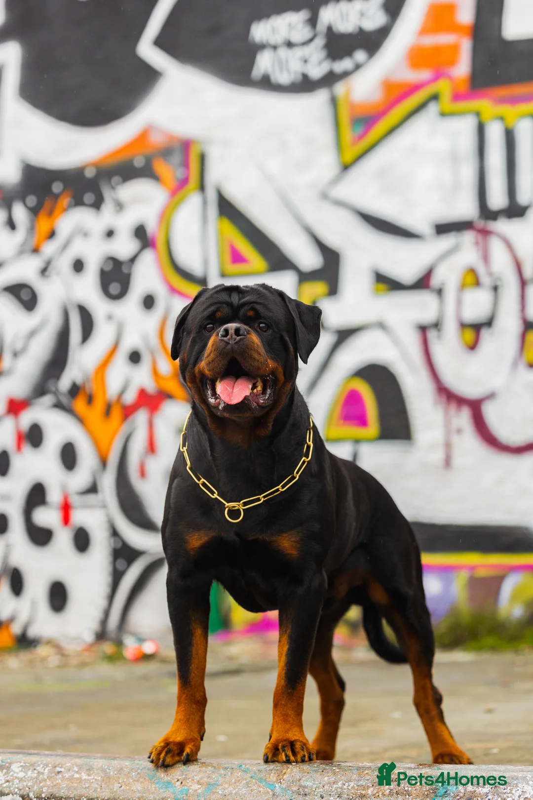 Rottweiler dogs for stud: Rottweiler import Stud (BIG DADDY BRUNO) in Liverpool - Advert 7