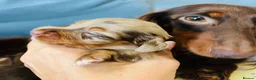 Miniature Dachshund dogs for sale: Mini long haired KC PRA clear health tested baby  in Maidstone - Advert 3