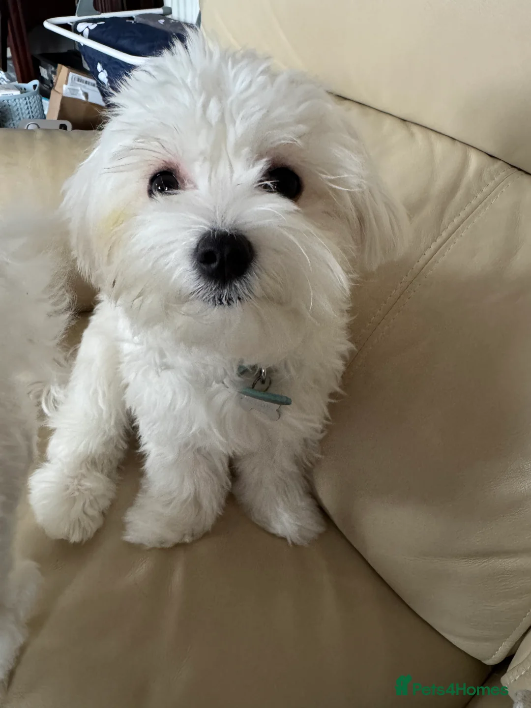 Maltese dogs for sale: 5 generation KC registered Maltese - Advert 14