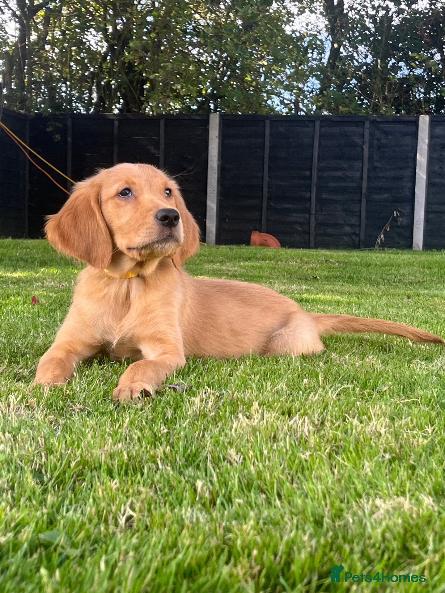 Golden Retriever dogs 1 Pup Available KC Fox Red Golden Retriever Pups - Advert 1