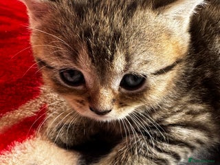 British Shorthair cats Cute British Short Haired Baby Kittens 🐈⬛ - Advert 17