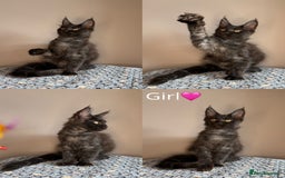 Maine Coon cats for sale: READY THIS WEEKEND mainecoon kittens  in Market Rasen - Image 4