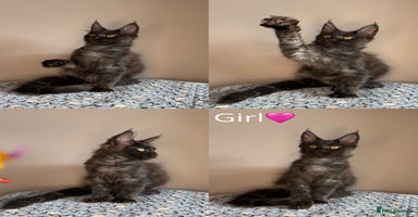 Maine Coon cats in Market Rasen - Advert 5