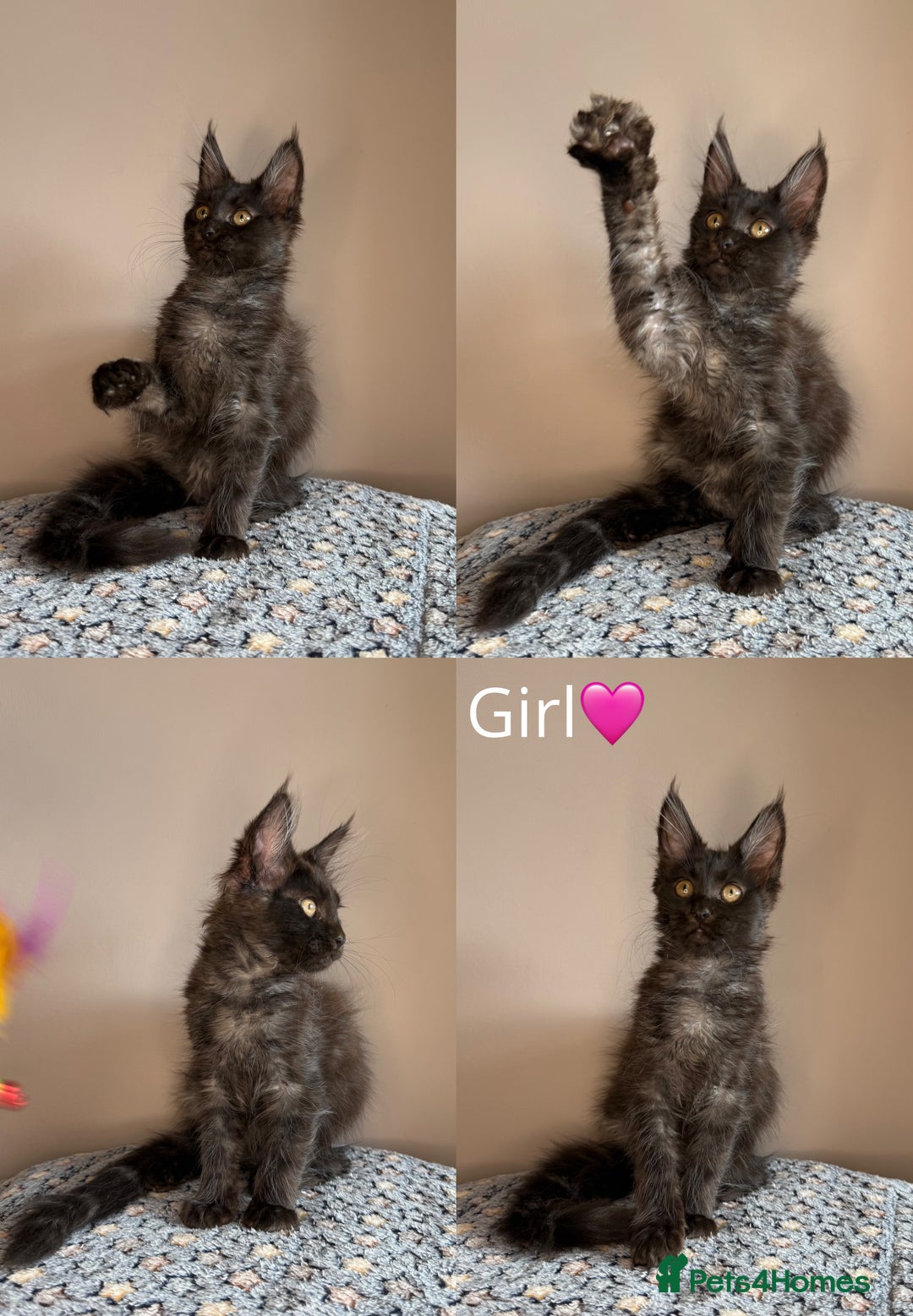 Maine Coon cats for sale: READY THIS WEEKEND mainecoon kittens  in Market Rasen - Image 4