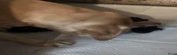 Labrador Retriever dogs for sale: Labrador puppies - Advert 3