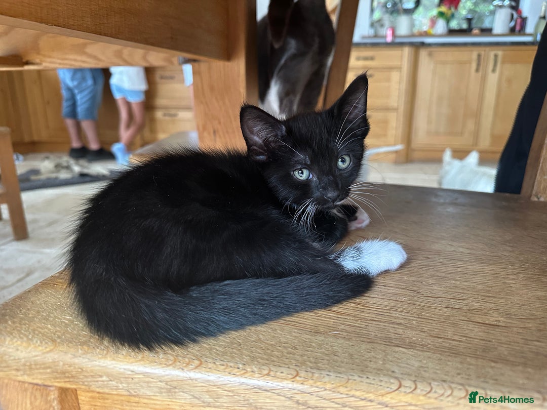 Mixed Breed cats for sale: Beautiful Boys READY NOW - Image 3