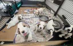Cocker Spaniel dogs for sale: Pedigree KC show Cockers ready now  - Image 9