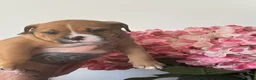 Mixed Breed dogs for sale: Beautiful litter  - Advert 16