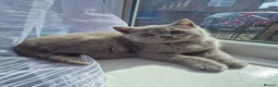 British Shorthair cats for sale: British shorthair - Advert 2