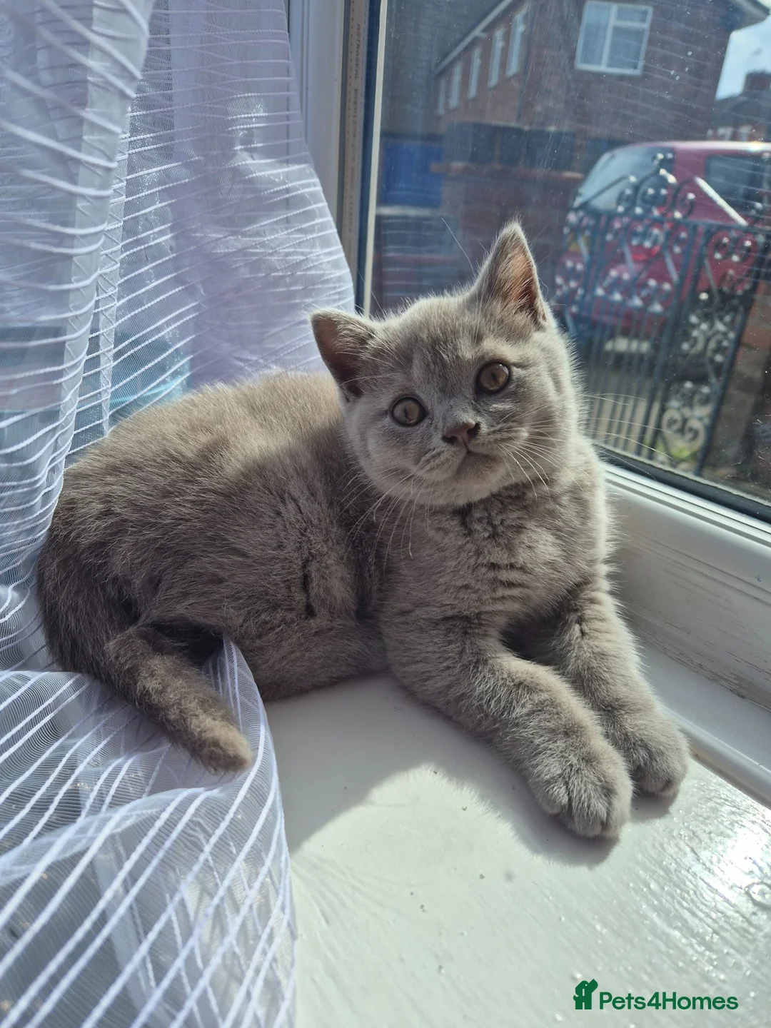 British Shorthair cats for sale: British shorthair - Advert 2