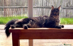 Maine Coon cats for sale: Beautiful Maine Coon Male - Image 12