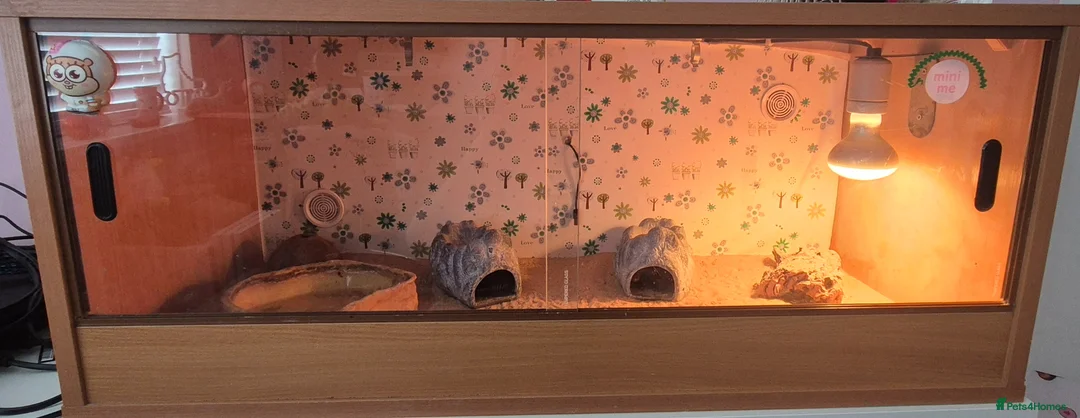 Leopard Gecko reptiles for sale: Leopard geckos in Tipton - Advert 1