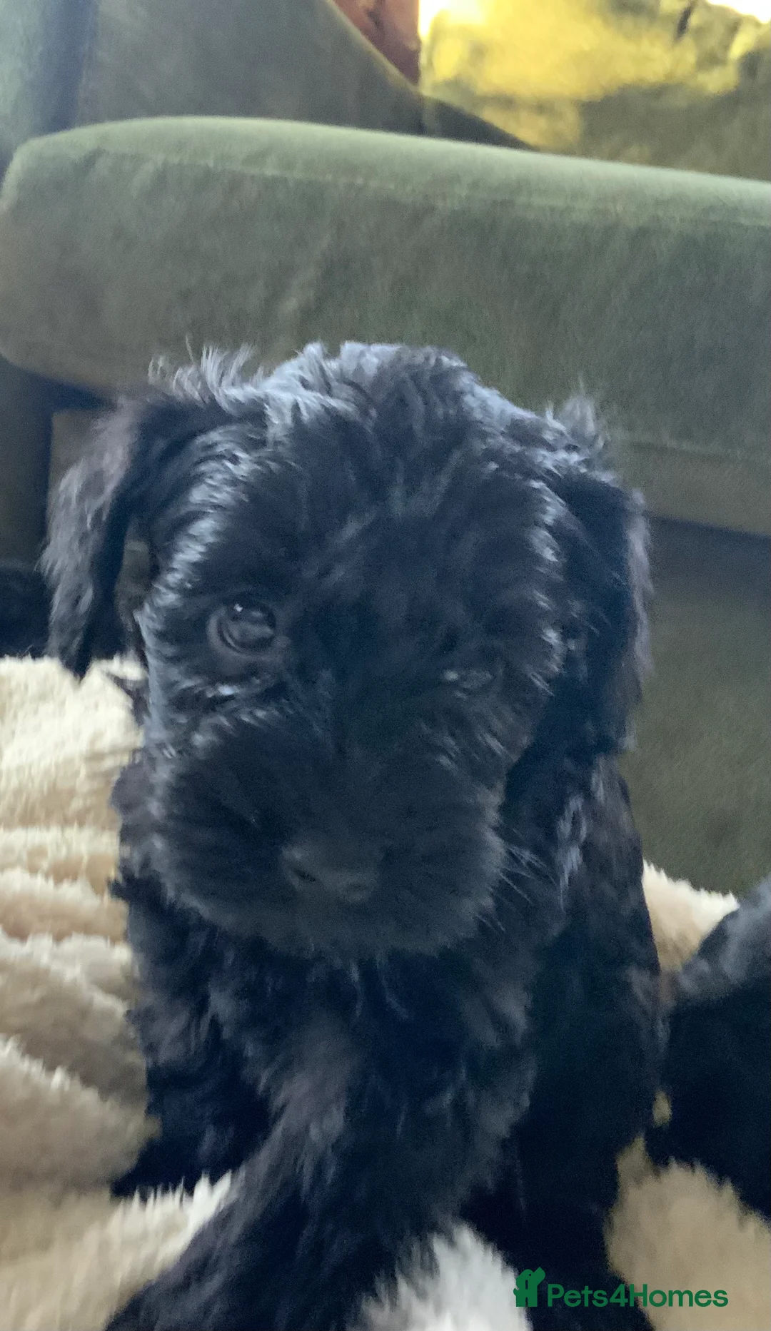Schnoodle dogs for sale: Stunning miniature Schnoodle puppies - Advert 18