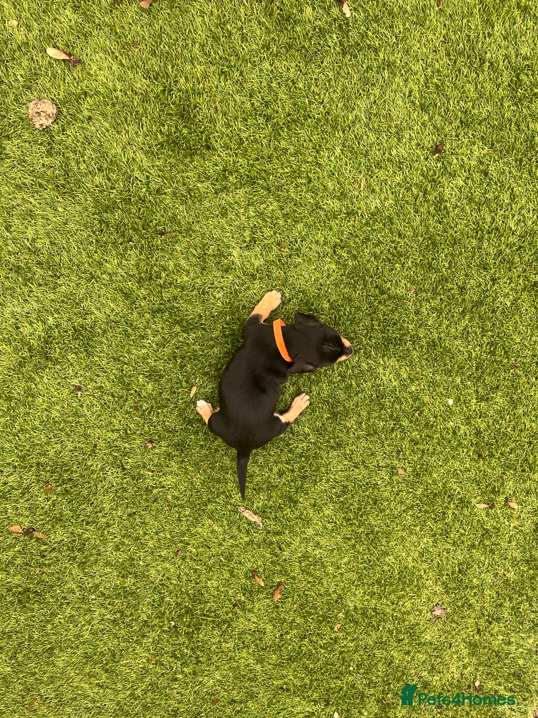 Mixed Breed dogs for sale: 5 beautiful jackshund puppies for sale - Advert 14