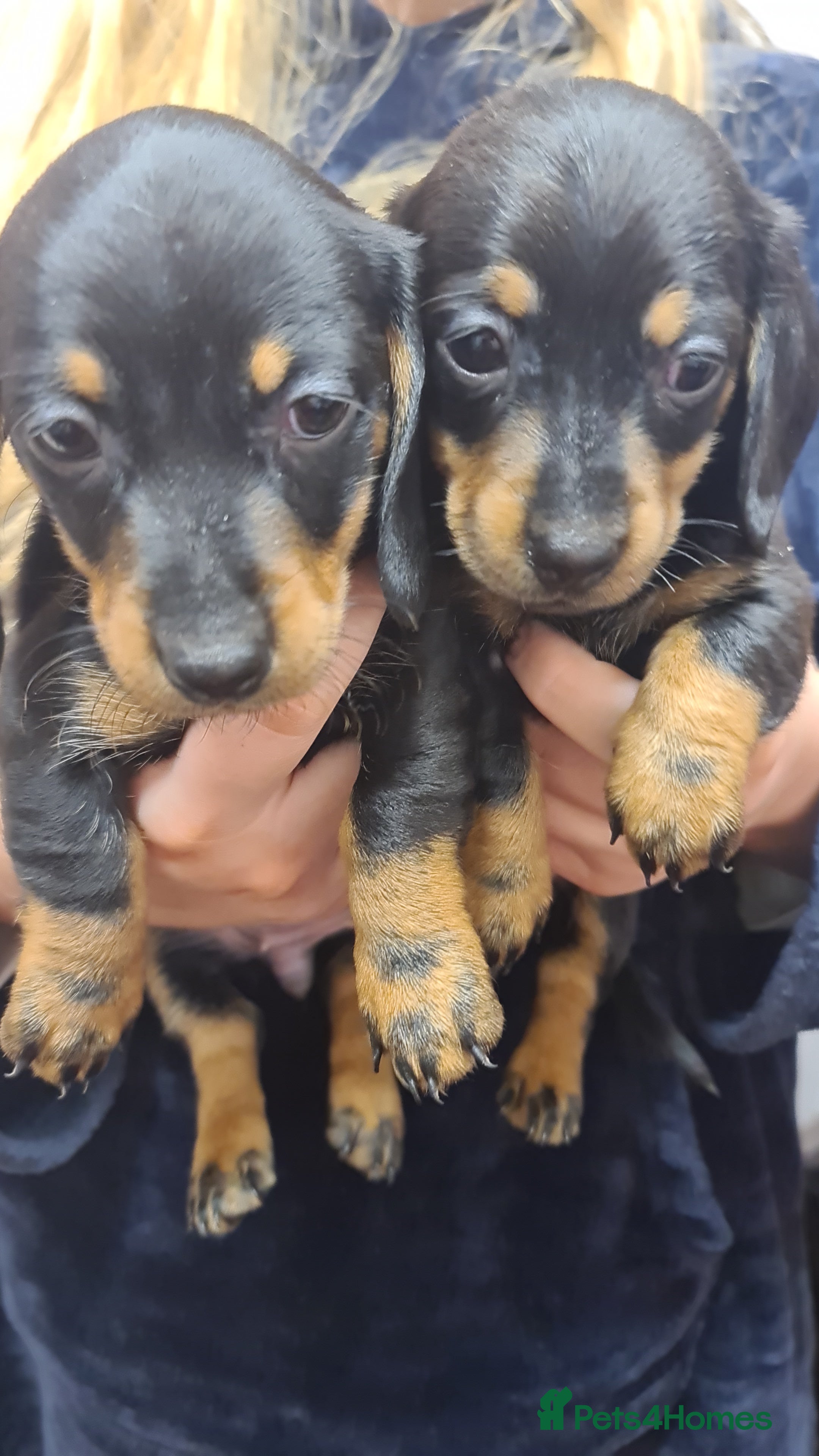 Dachshund dogs Dachshund black/tan female puppies - Advert 14