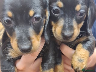 Dachshund dogs Dachshund black/tan female puppies - Advert 14