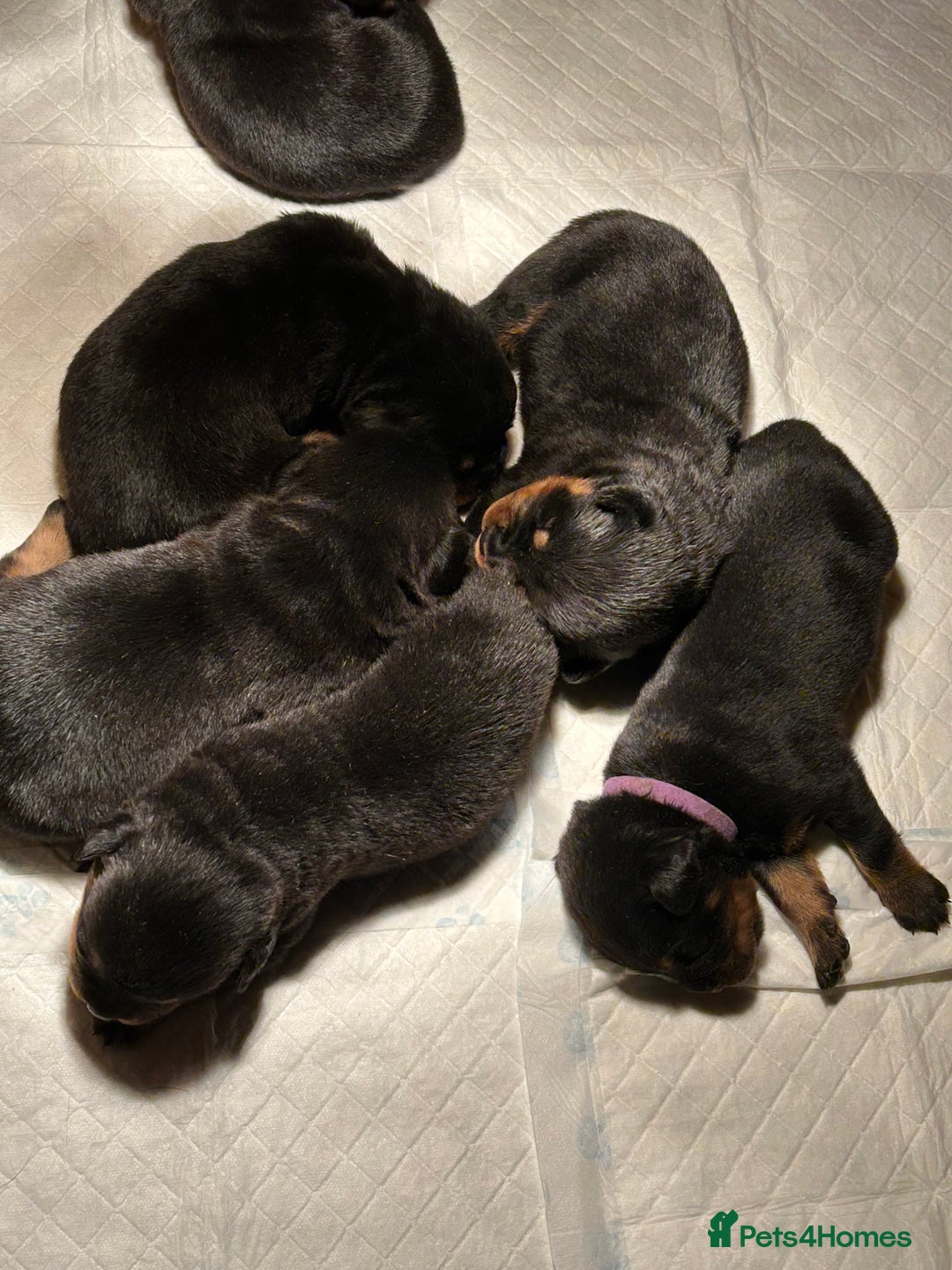 Rottweiler dogs for sale: Champion  bloodline Rottwiler Puppies  - Advert 8