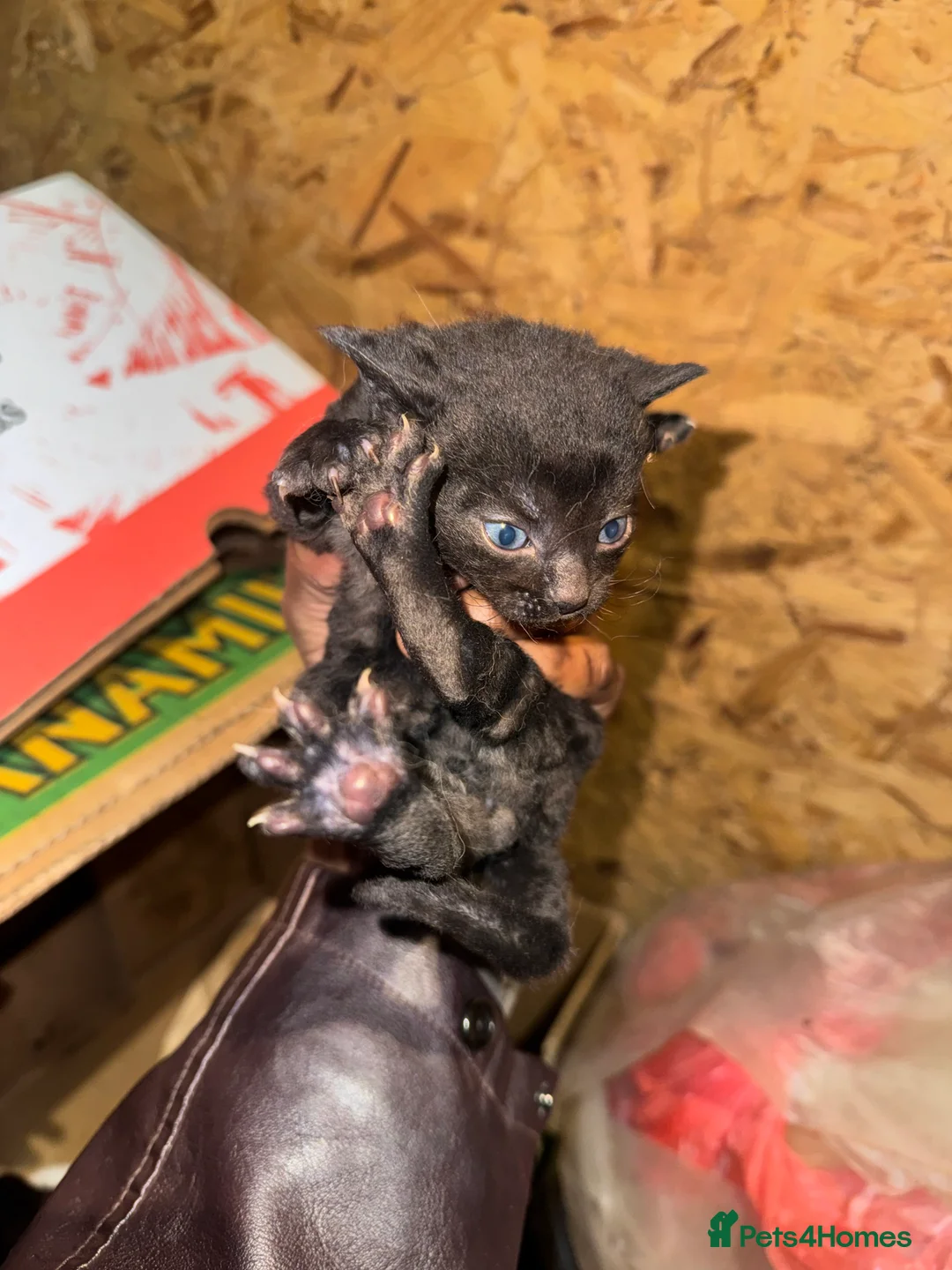 Domestic Shorthair cats for sale: Beautiful Black and White Kittens. in Guildford - Advert 18