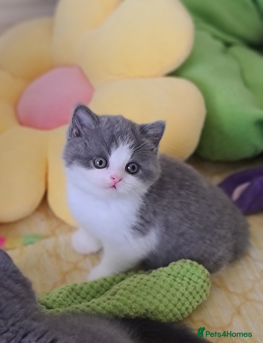 British Shorthair cats for sale: British ShortHair kittens GCCF  - Advert 7