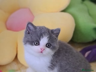 British Shorthair cats British ShortHair kittens GCCF - Advert 4