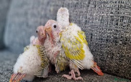 Conures birds for sale: Beautiful fully hand reared conure baby's  - Image 10
