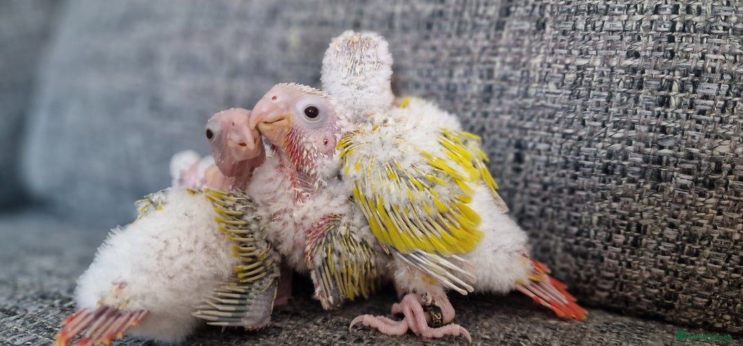 Conures birds for sale: Beautiful fully hand reared conure baby's  - Image 10