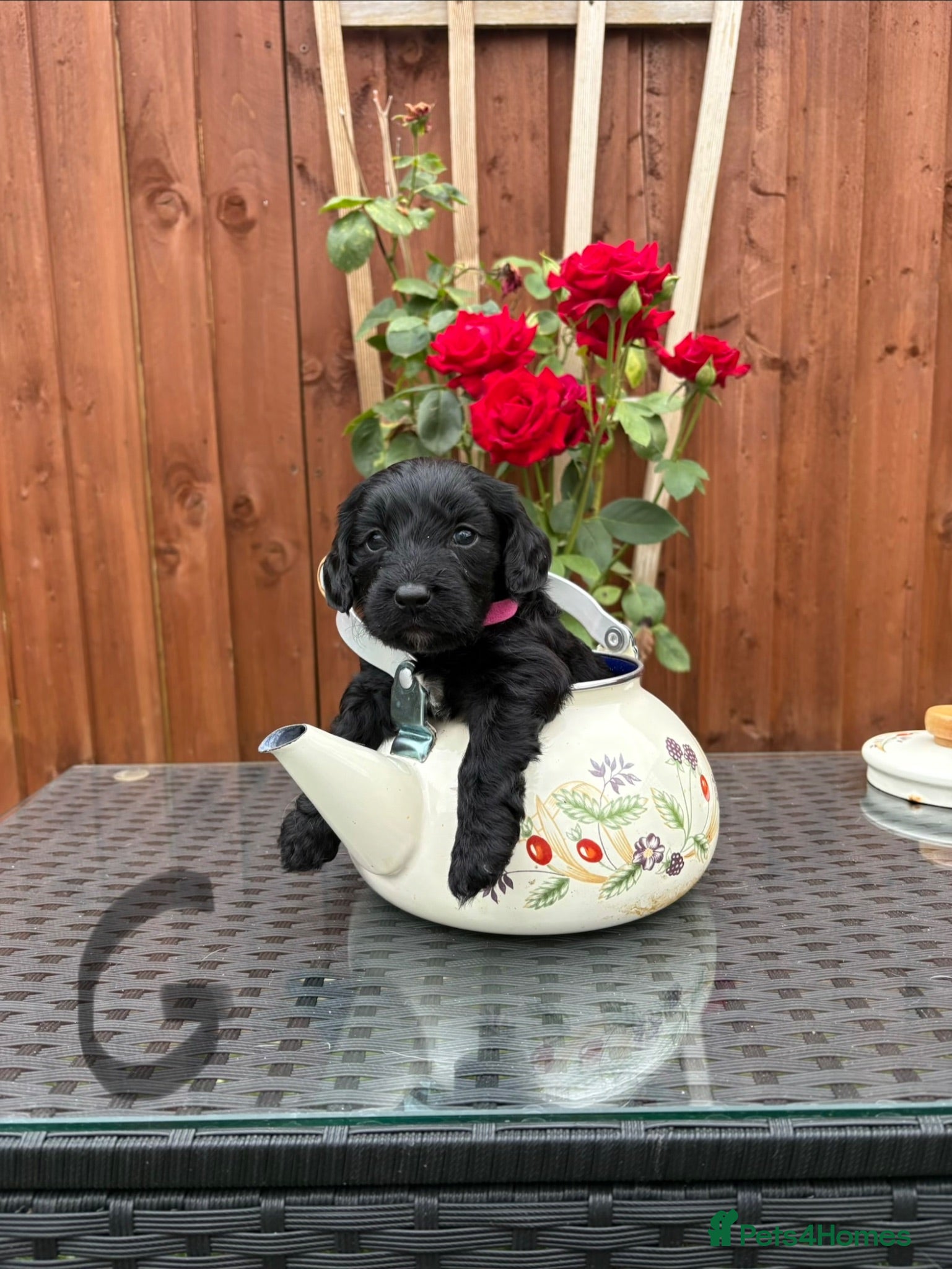 Cockapoo dogs Cockatoo puppies - Advert 2
