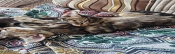 Mixed Breed cats for sale: Kittens looking for their forever home in London - Advert 5