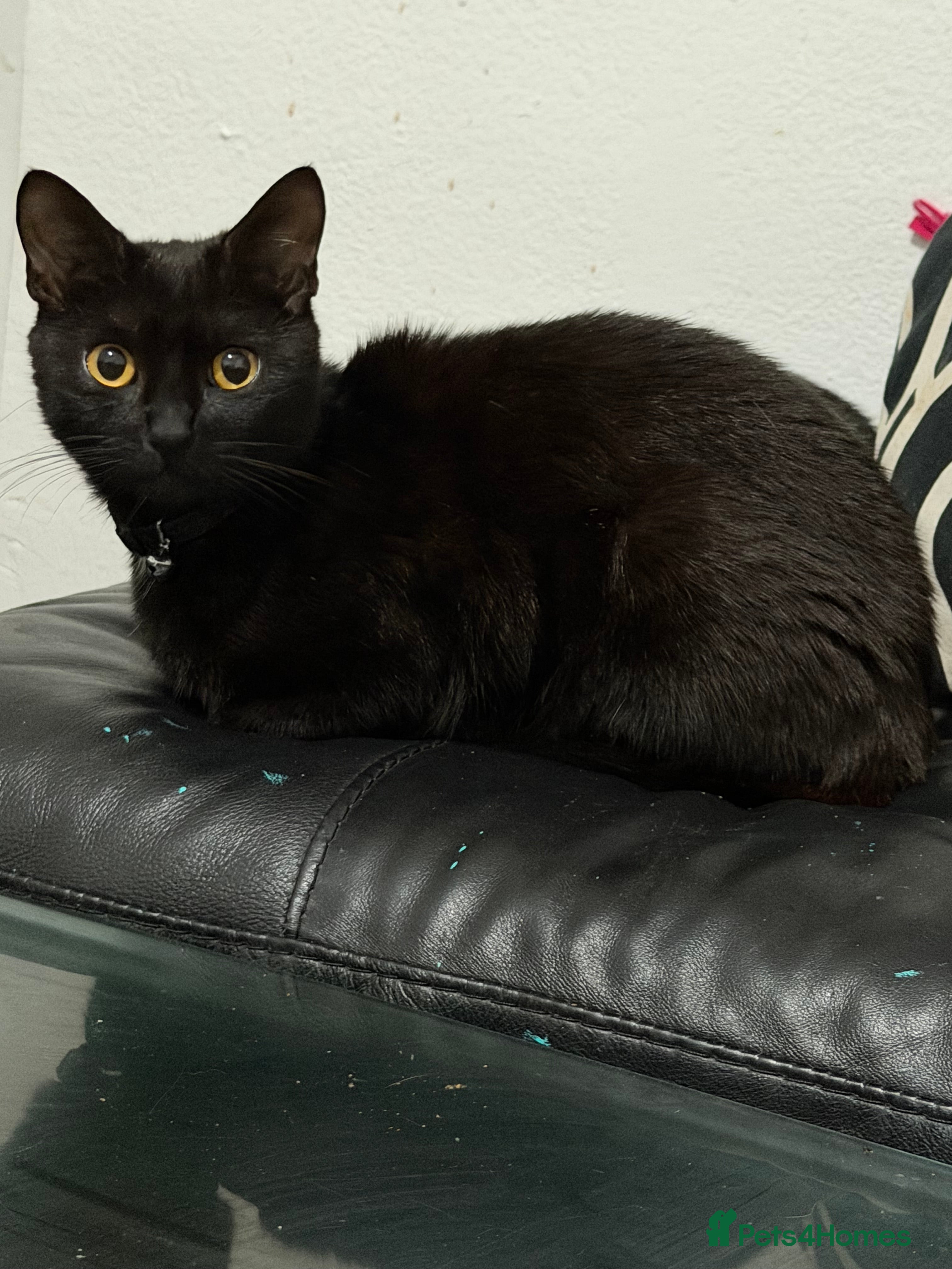 Domestic Shorthair cats Kittens for sale - Advert 1