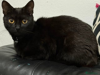 Domestic Shorthair cats Kittens for sale - Advert 1